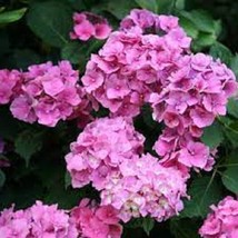 5 Alton Purple Hydrangea Seeds Perennial Garden Shrub Flowers Flower Seed 1408 - $8.35