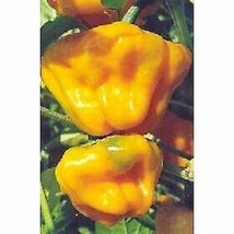 20 Pcs Scotch Bonnet Habanero Pepper Seeds #MNHG - £11.54 GBP