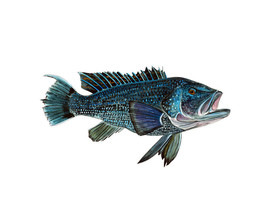 Black Sea Bass Fish High Quality Art Decal Car Boat Cup Cooler Tacklebox Laptop - £5.55 GBP+