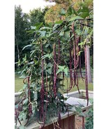 VST 25 Fresh Heirloom Oriental Yard Long Red Purple Snake Bean Asparagus... - $10.00