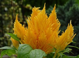 100 Yellow Feather Celosia Heirloom Seeds -Celosia argentea var cristata - £3.18 GBP