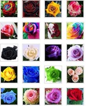US-Seller 20 kind different colors of flower seeds are mixed together（50 Pcs） - $8.69