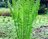 20 TN OSTRICH GLADE fern rhizome/root (Matteuccia struthiopteris) - £19.53 GBP