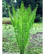 20 TN OSTRICH GLADE fern rhizome/root (Matteuccia struthiopteris) - €23,57 EUR