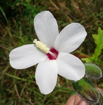 Abelmoschus Ficulneus Wild Musk Mallow Seeds USA Fast Shipping - $18.98