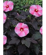 Starry Starry Night Hibiscus moscheutos-SMALL ROOTED STARTER Plant-HUGE ... - $928.02 MXN