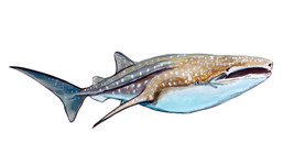 Whale Shark Vinyl Decal Sticker for Car/Truck Laptop or Phone - $6.95+