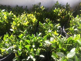  2 + 1 Free Red Mangrove Plants Super Healthy 100% Organic - £11.28 GBP