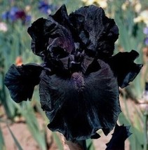 VP 25 Seeds Iris Flower Deep Black Garden Plants - $6.38