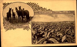 Kentucky Tobacco Field And Horses Vintage Postcard Undivided Back Postcard BK63 - £7.00 GBP
