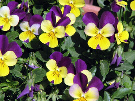 USA Seller 150 Johnny Jump Up Seeds Viola Tricolor - $7.69