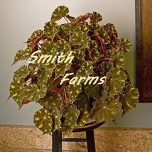 SD 25 Seeds Begonia Kit Kat House Flowers Fast Grow - $252.28 MXN
