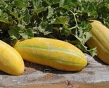 Persian Melons Sweet Juicy Tasting Usa Farm Garden Planting Fruit 25 Seeds - $5.99