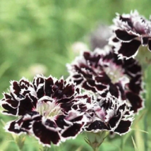 Black White Dianthus Chinensis Chianti Double Flowers 50 Seeds - £9.63 GBP