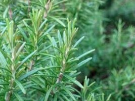 Rosemary Seeds, 50 Seeds, Rosmarinus Officinalis, Organic, Medicinal Herb From U - $9.95