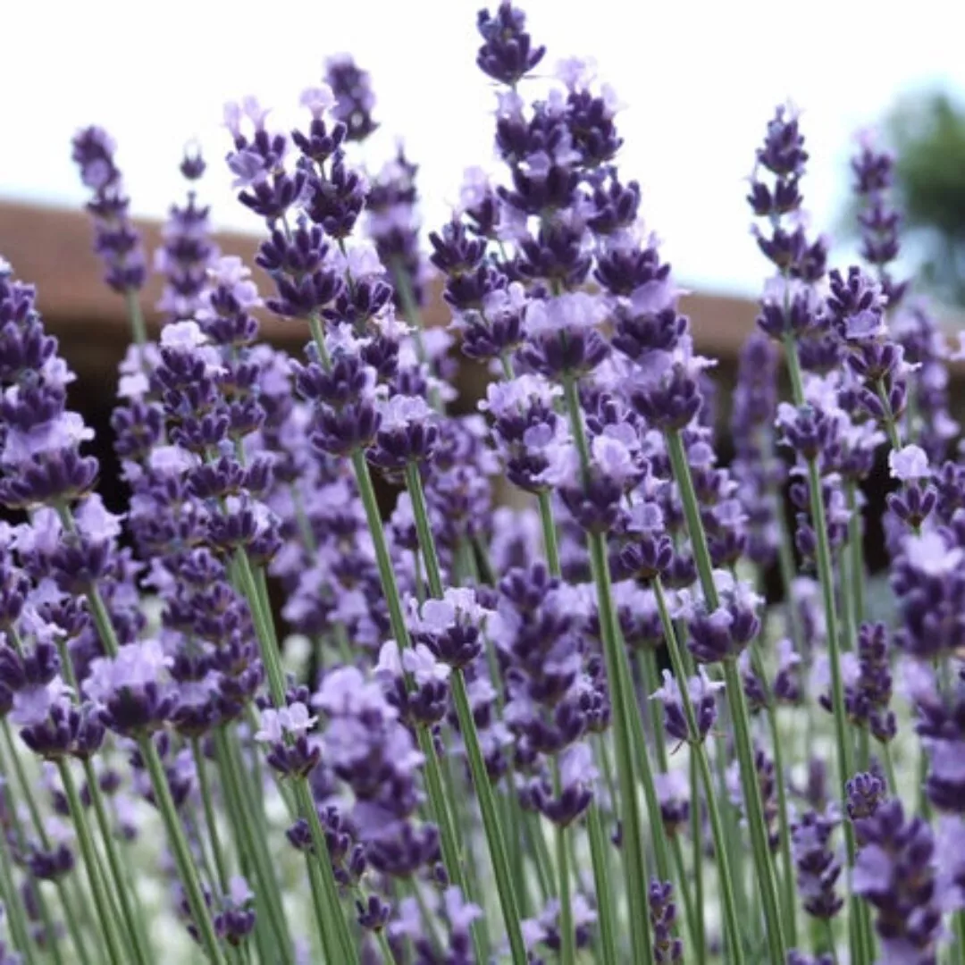 1000 Seeds Vera Lavender Herb - £7.52 GBP