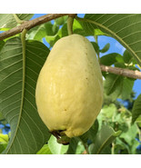 Egyptian Yellow Guava 50+ Seeds for Garden Planting - £10.61 GBP