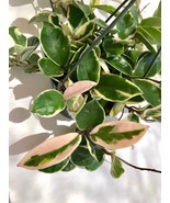 Variegated Hoya Carnosa Krimosn Queen plant cutting, One Unrooted Hoya K... - $132.32 MXN