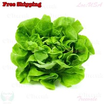 Buttercrunch Butterhead Lettuce Seeds Early Green Butter Head Lettuce Seeds - $4.99