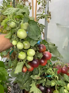 50 Seeds Mocha Cherry Tomato Heirloom Vegetable Tomatoe Edible Fresh Garden - $9.32