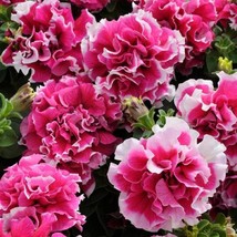 2R10D7 Rose Piroutte 50 Pelleted Petunia Seeds Pirouette Rose Petunia Fresh Gard - $16.79