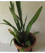 Snake Plant (Sansevieria Trifasciata) 20&quot; Tall - $23.06 CAD