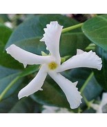Confederate Jasmine Vine Starter Live Plant~Star Jasmine 5&quot; tall Fragrant - $25.00