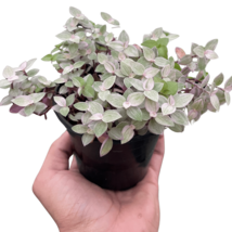 Tradescantia Callisia &#39;Pink Panther&#39;-4&quot; Pot - $528.89 MXN