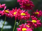 Painted Daisy Robinson Giant Mix Seeds/ Perennial/ Non-GMO  50+ Seeds - $5.50