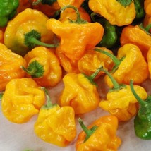 30+Jamaician Yellow Hot Pepper Seeds Organic Vegetable Patio From US - $9.26