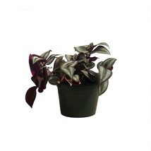 Tradescantia Red Plant 4Inches Pot Wandering Jew Plant Houseplant Live Plante - £10.16 GBP