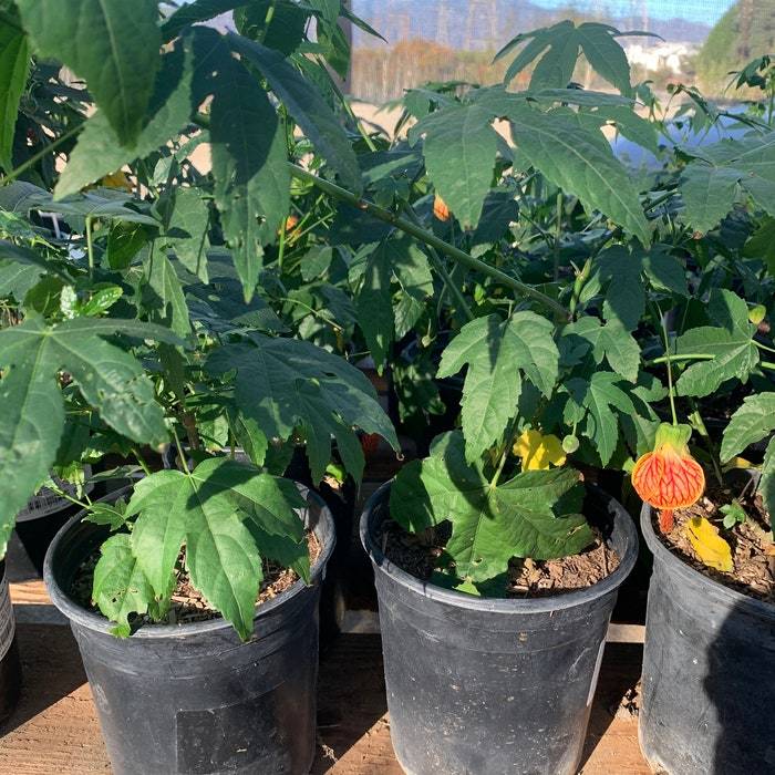 Abutilon Tiger Eye Live Plant 1 Feet Tall Ship In 6 Pot USA Gardening Fa... - $81.76