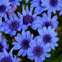25 seeds Blue Daisy Felicia Heterophylla Blue Flower Plant Garden - £6.65 GBP