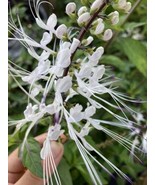 White Cat Whiskers Orthosiphon Java 1 Live Plant 5” Tall Starter Plant - £7.77 GBP