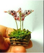 100 Hydroponic Orchid Seeds Indoor Flowers Four Seasons Plants Phalaenop... - $17.04 CAD