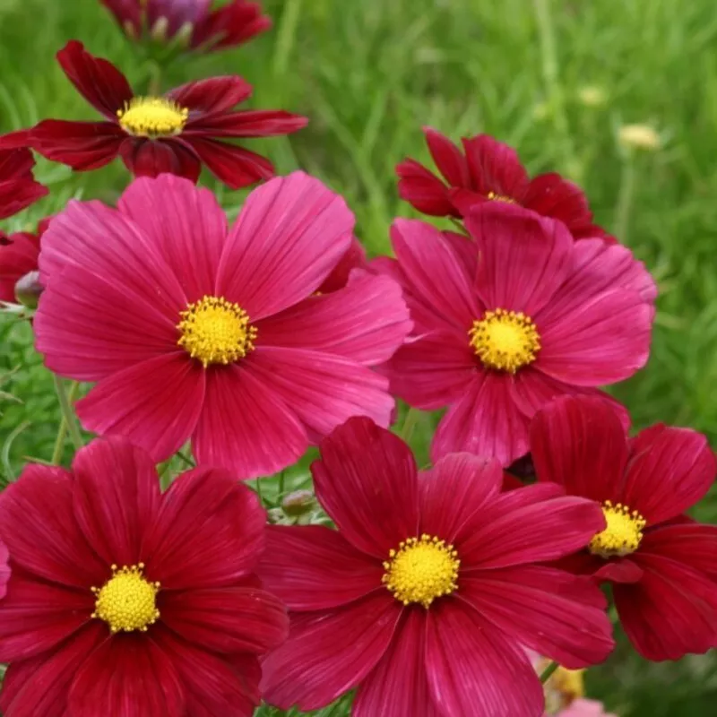200 Rubenza Cosmos Seeds Planting Fast US Shipping - €9,15 EUR