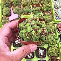 100 Seeds Monanthes Polyphylla Bonsai Succulent Bonsai Flower Bonsai Bea... - $7.40 CAD