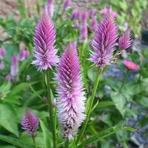 Best Celosia Spicata flamingo 50 seeds  - $4.80