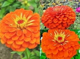301+ORANGE ZINNIA Summer Flowering Annual Cut Flowers Seeds Garden Fast Easy - £10.39 GBP