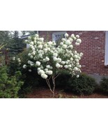 FREE SHIPPING Fast Growing Chinese Snowball 40 seeds {Viburnum ichangense}  - $12.98
