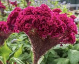 Giant Red Cockscomb Seeds Non Gmo Fresh Harvest Fast Shipping - $8.99