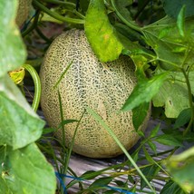 Honey Rock Melon Seeds Organic Garden Fast Shipping - £4.85 GBP