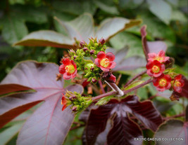 Rare Jatropha Gossypifolia @J@ Succulents Carnivorous Plant Seed 200 Seeds - £15.43 GBP