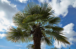 SMR Trachycarpus Fortunei Bulgaria Windmill Hardy Seeds Fresh Garden - $290.13 MXN