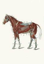 External Muscles &amp; Tendons of the Horse by Samuel Sidney - Art Print - £17.57 GBP+