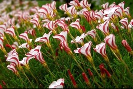 100 Pcs Oxalis Versicolor Flower Seeds #MNGS - £18.01 GBP
