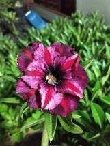 Red Mis Black Desert Rose, Adenium Obesum Plants, 1 Seed - £9.74 GBP