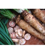 KKG Mammoth Sandwich Island Salsify Seeds Goatsbeard Fresh Garden - €6,84 EUR