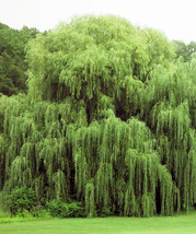 5 + 1 free Weeping  Willow Cuttings is the romantic Tree for your garden. - $14.84
