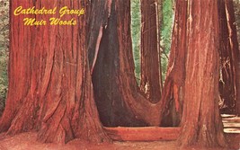 Muir Woods in the Redwoods Close to San Francisco California CA Postcard M13 - £2.81 GBP